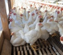 live chicken - product's photo