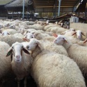 live sheep/ live donkey / live goat  - product's photo