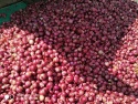 onions for sale  - product's photo