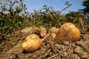 potato for sale  - product's photo
