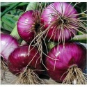 onions for sale  - product's photo