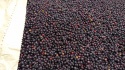 iqf elderberries - product's photo
