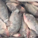 da tilapia fish - product's photo